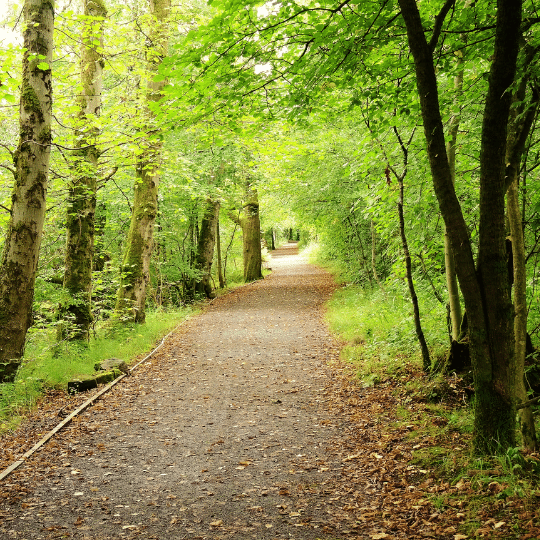 Forest path